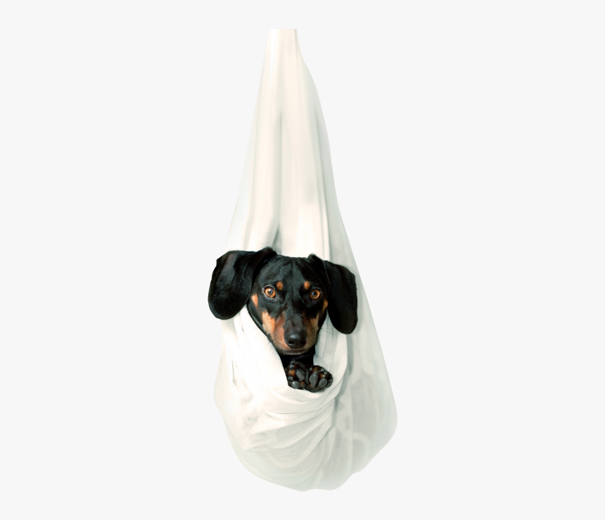 Cute Dog Png Image Free Download Serachpng - Dachshund, Transparent Png, Free Download