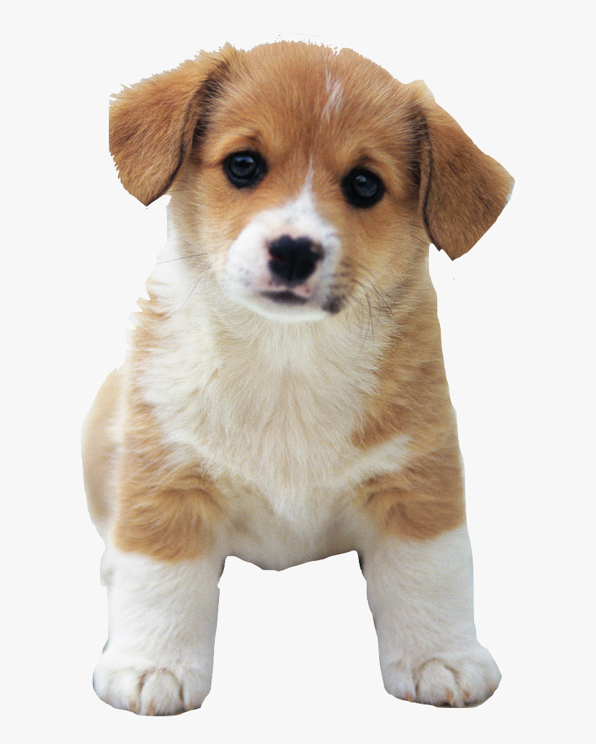 Cute Dog Png Picture Freeuse Download - Cute Dog Transparent Background, Png Download, Free Download