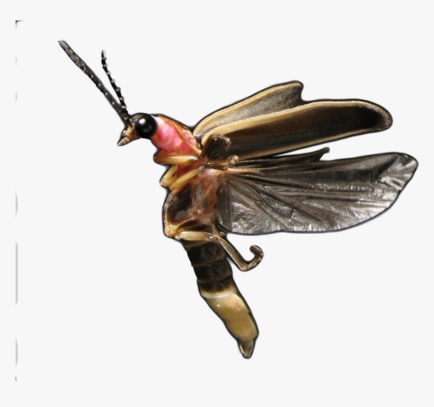 Transparent Firefly Insect Png - Net-winged Insects, Png Download, Free Download