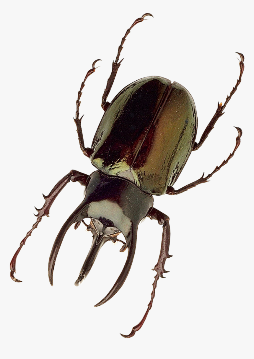 Insect Png, Transparent Png, Free Download