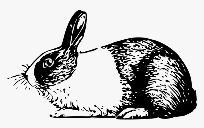 Vector Rabbit Foot Jpg Transparent Download - Rabbit Clipart Black And White, HD Png Download, Free Download