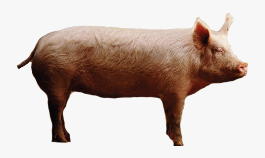 Domestic Pig, HD Png Download, Free Download