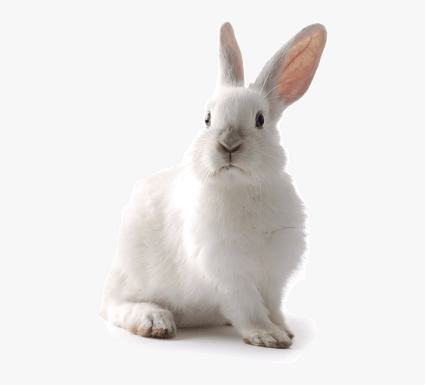 Transparent Rabbit Png Transparent - White Rabbit Transparent Background, Png Download, Free Download