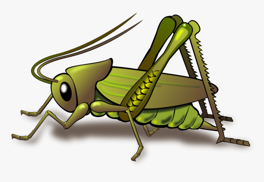 Top Png -cricket Insect Clipart Png - Crickets Clipart, Transparent Png, Free Download