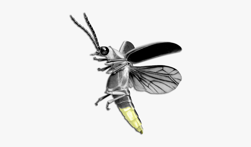 Uttarakhand Insects Firefly - Firefly Bug, HD Png Download, Free Download