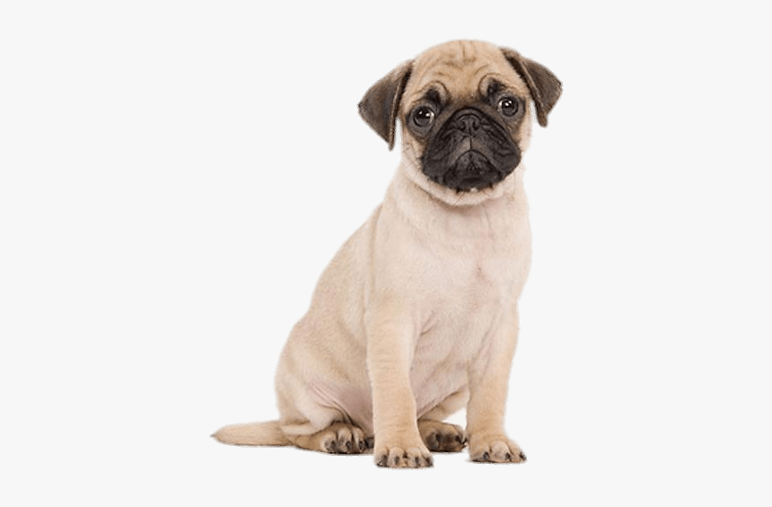 Cute Puppies Png File - Pug On White Background, Transparent Png, Free Download