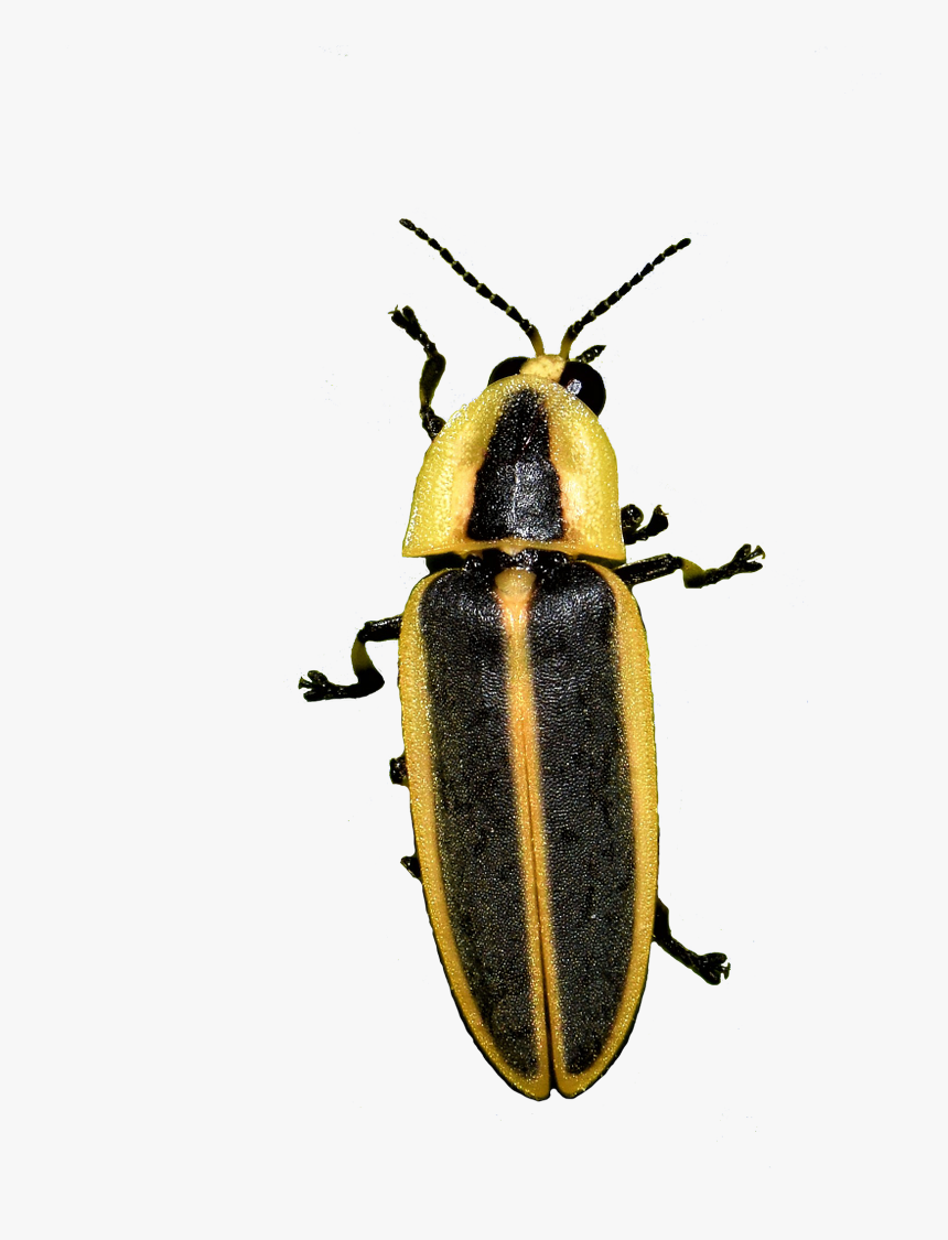 Soldier Beetle, HD Png Download, Free Download