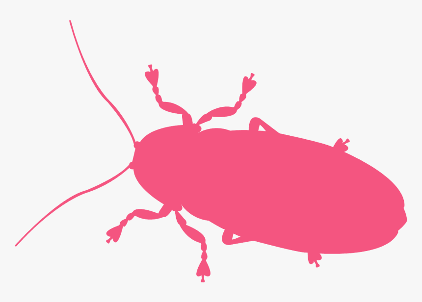 Weevil, HD Png Download, Free Download