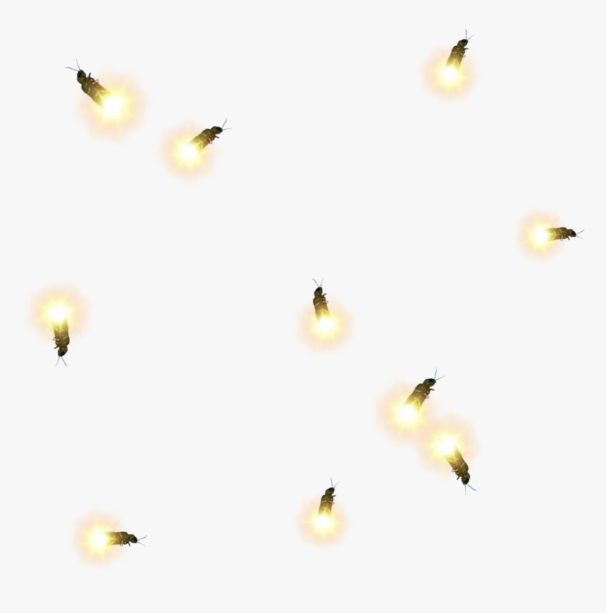 #firefly #fireflies #lighteningbug #lighteningbugs - Bee, HD Png Download, Free Download