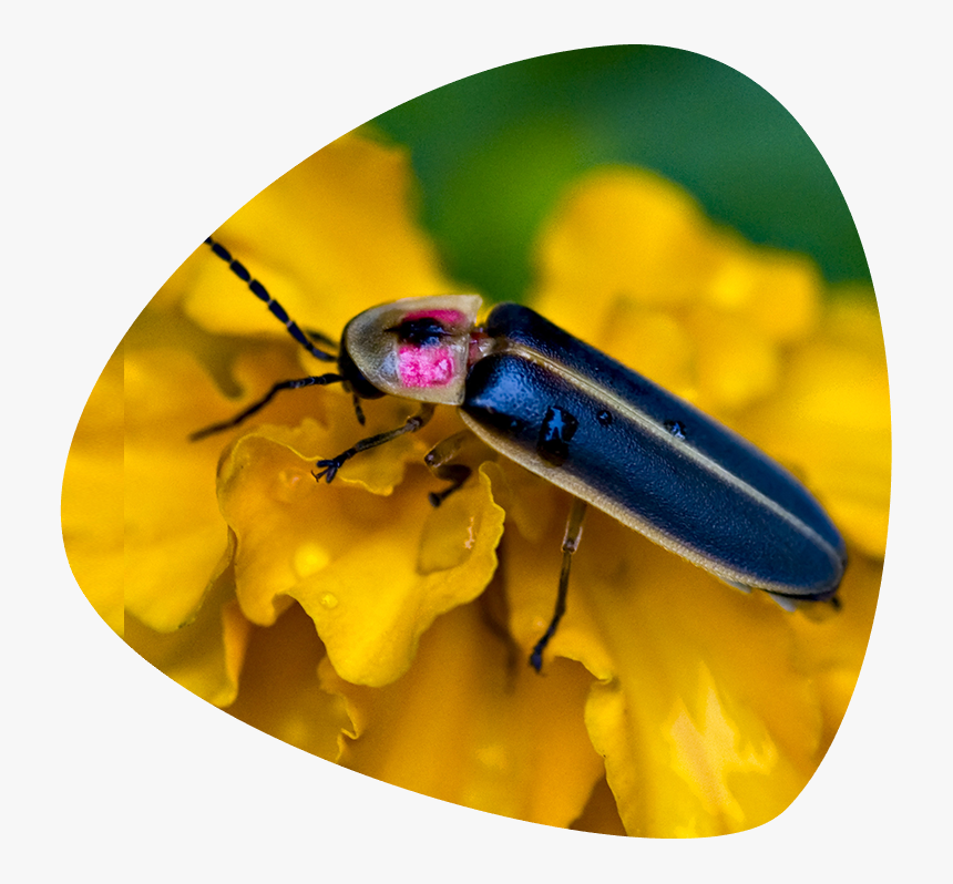 Fireflies - Firefly Eating, HD Png Download, Free Download