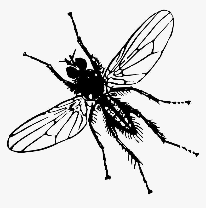 Transparent Insects Cliparts - Clip Art Image Of Insect, HD Png Download, Free Download