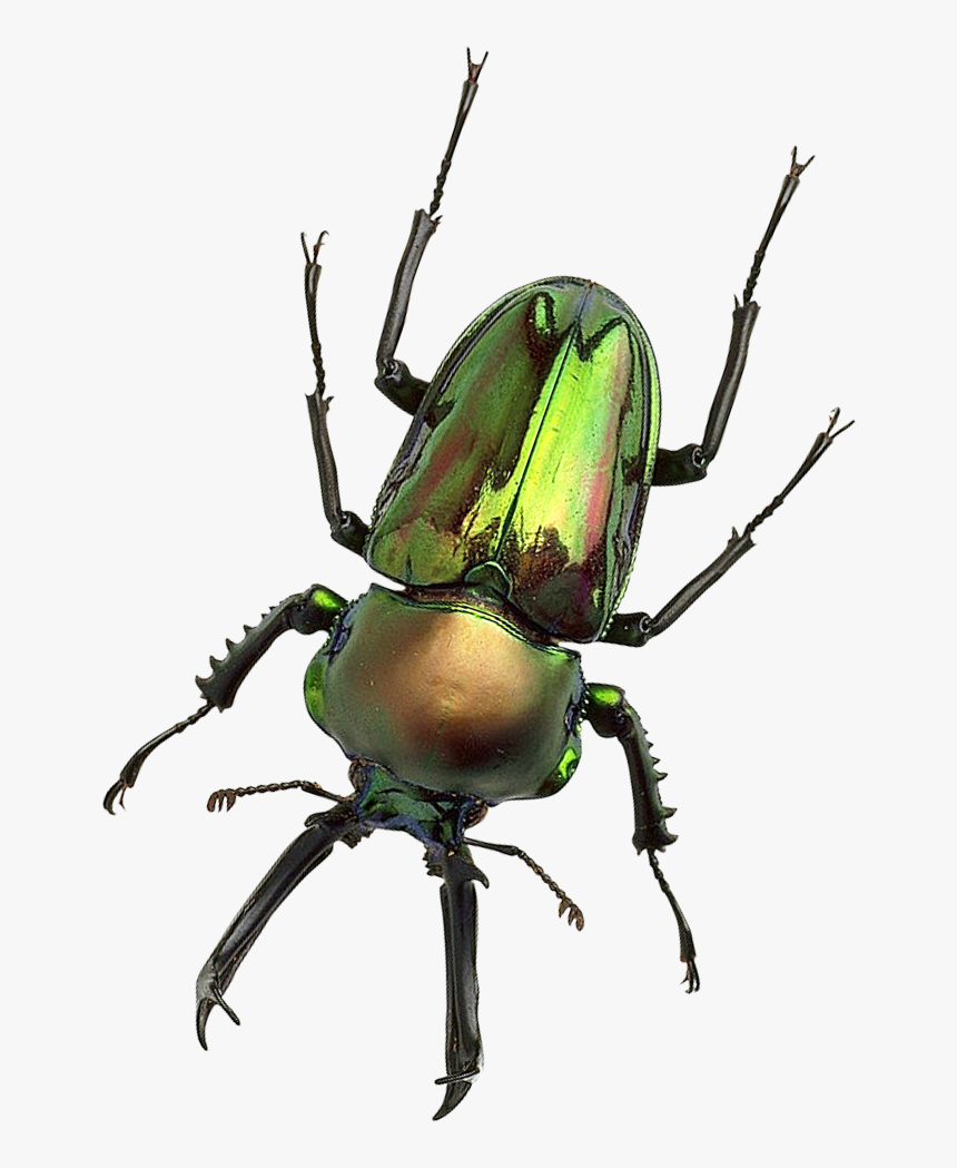 Beetle With Transparent Background, HD Png Download, Free Download