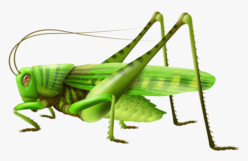 Grasshopper Png Clip Art - Grasshopper Png, Transparent Png, Free Download