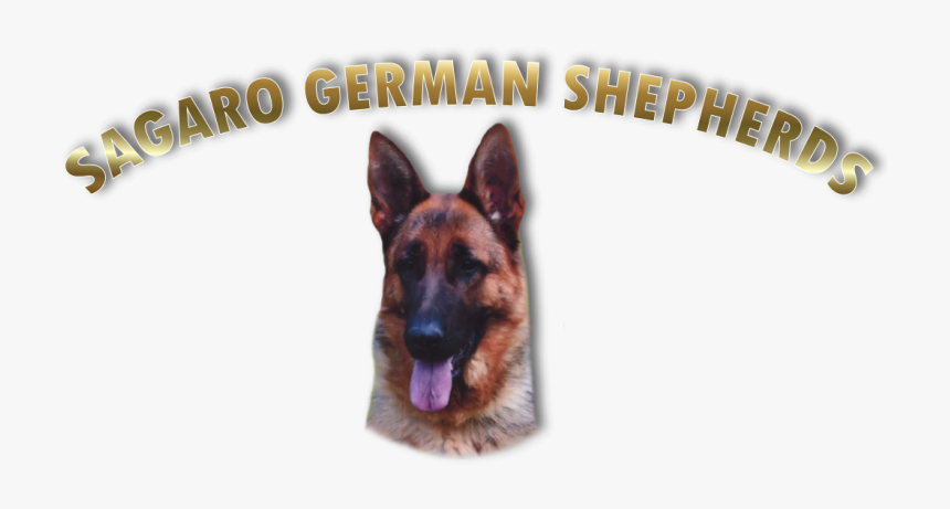 Old German Shepherd Dog, HD Png Download, Free Download