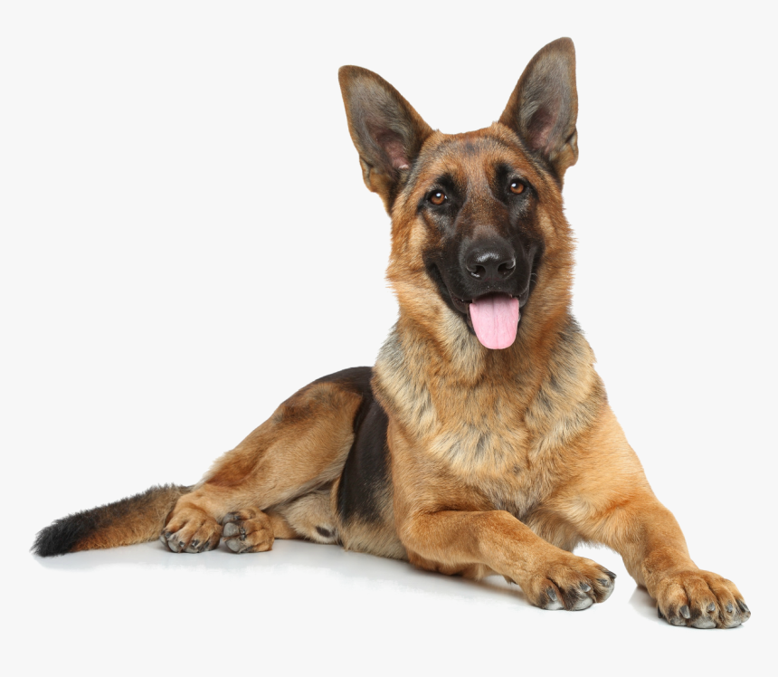 German Shepherd White Shepherd Puppy East-european - German Shepherd Dog White Background, HD Png Download, Free Download