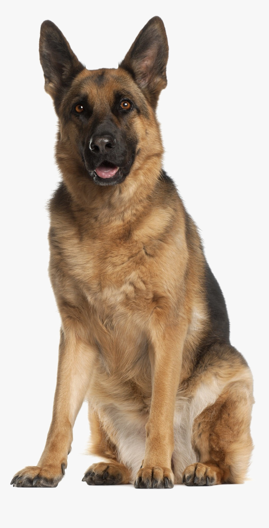 German Shepherd Png - German Shepherd Dog, Transparent Png, Free Download