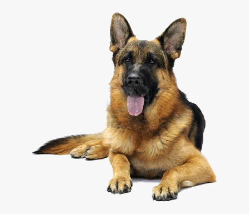 German Shepherd White Background, HD Png Download, Free Download