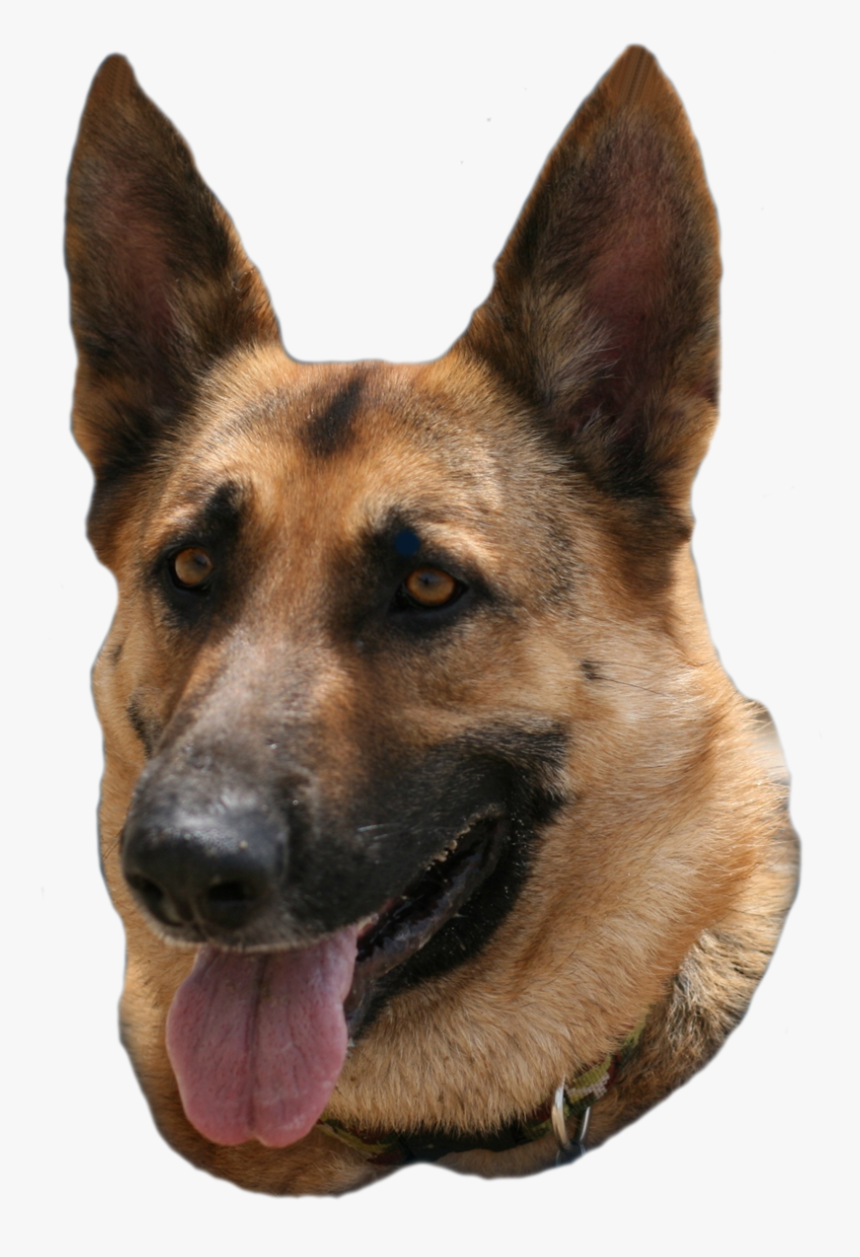 Old German Shepherd Dog, HD Png Download, Free Download