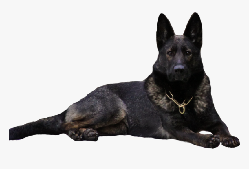 Black German Shepherd Dog Clipart, HD Png Download, Free Download