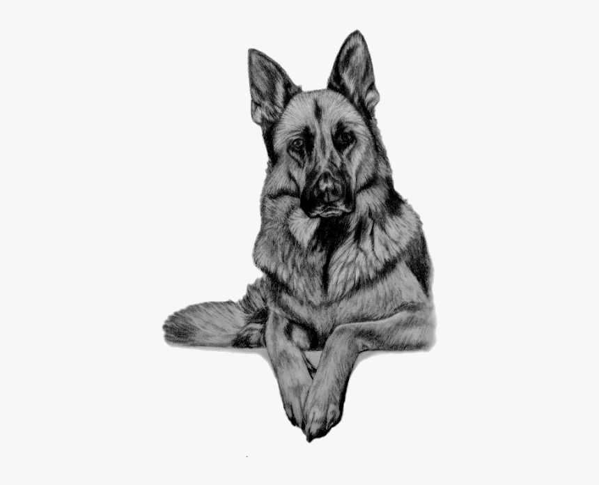 German Shepherd Wolf Drawings, HD Png Download, Free Download