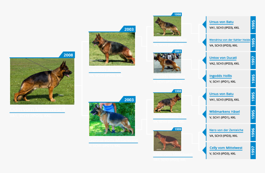 Transparent German Shepherd Puppy Png - Old German Shepherd Dog, Png Download, Free Download