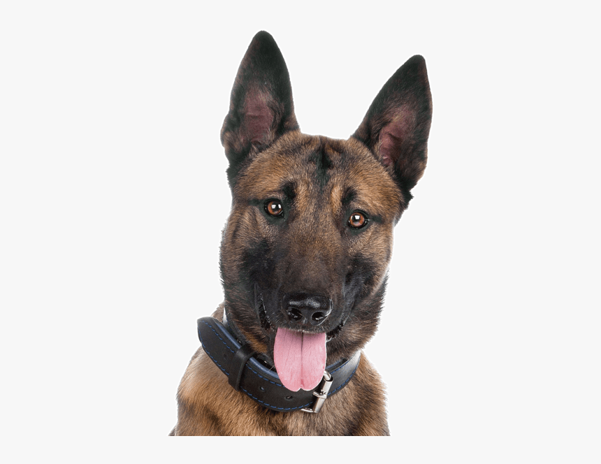 Malinois Dog German Shepherd, HD Png Download, Free Download