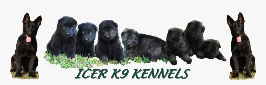 Transparent German Shepherd Puppy Png - Black Norwegian Elkhound, Png Download, Free Download