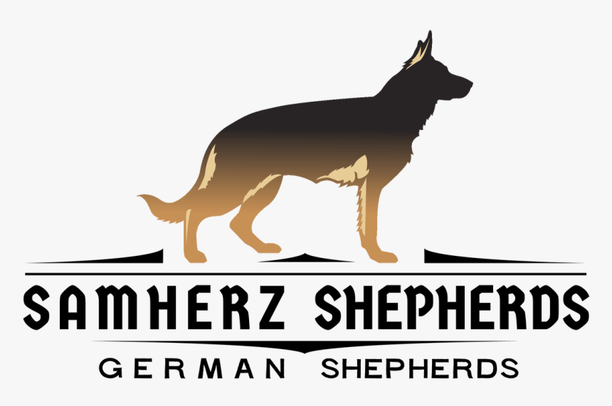 Baja Vom Samherz - Old German Shepherd Dog, HD Png Download, Free Download