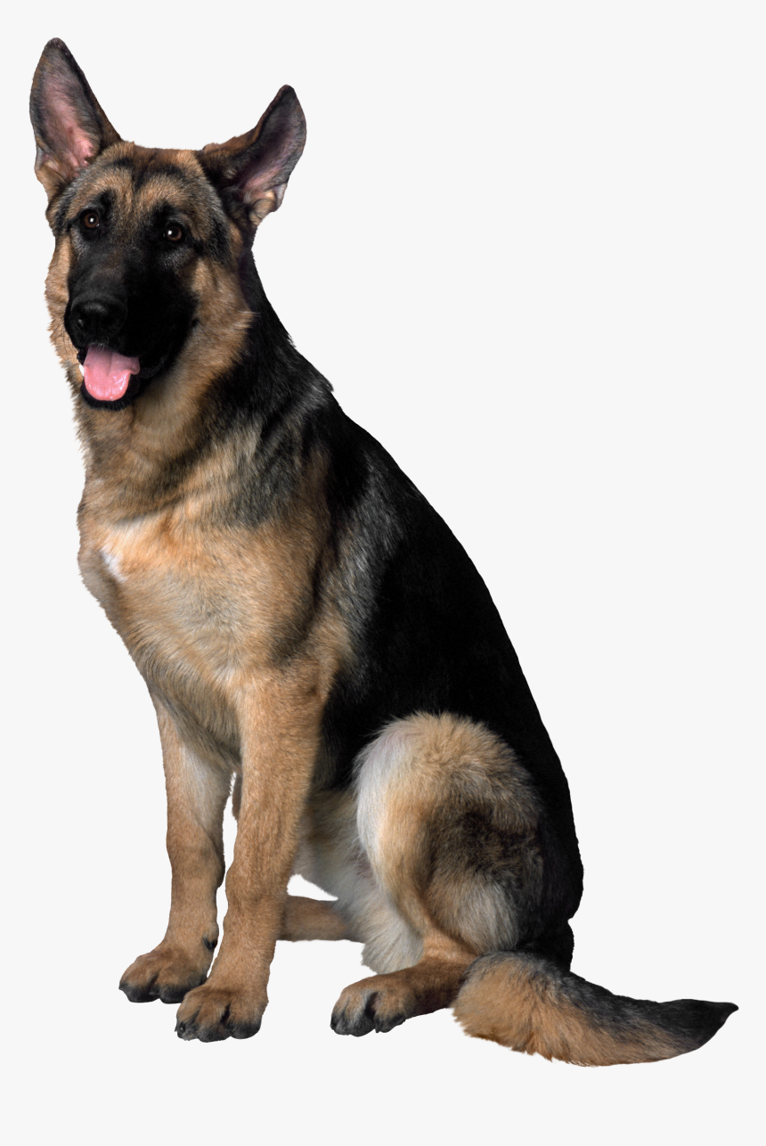 Dog Transparent Png - German Shepherd Dog Png, Png Download, Free Download