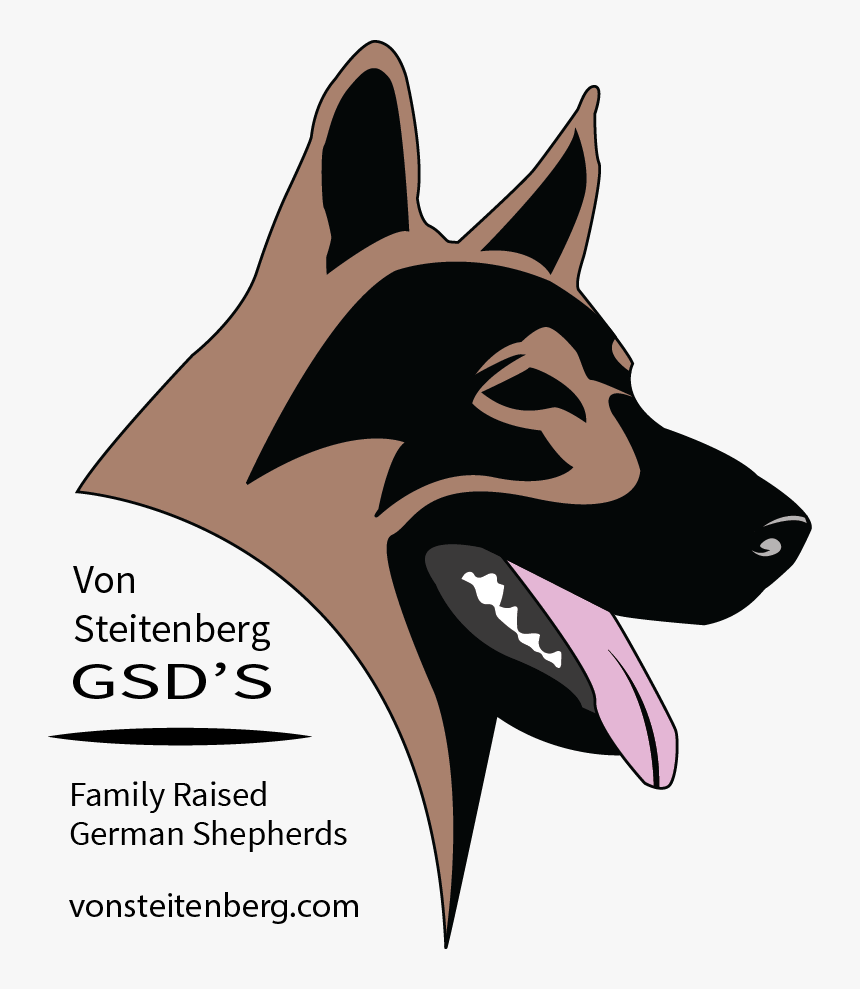 German Shepherd Puppies, German Shepherds, Atticus, - Brasao Pastor Alemão, HD Png Download, Free Download