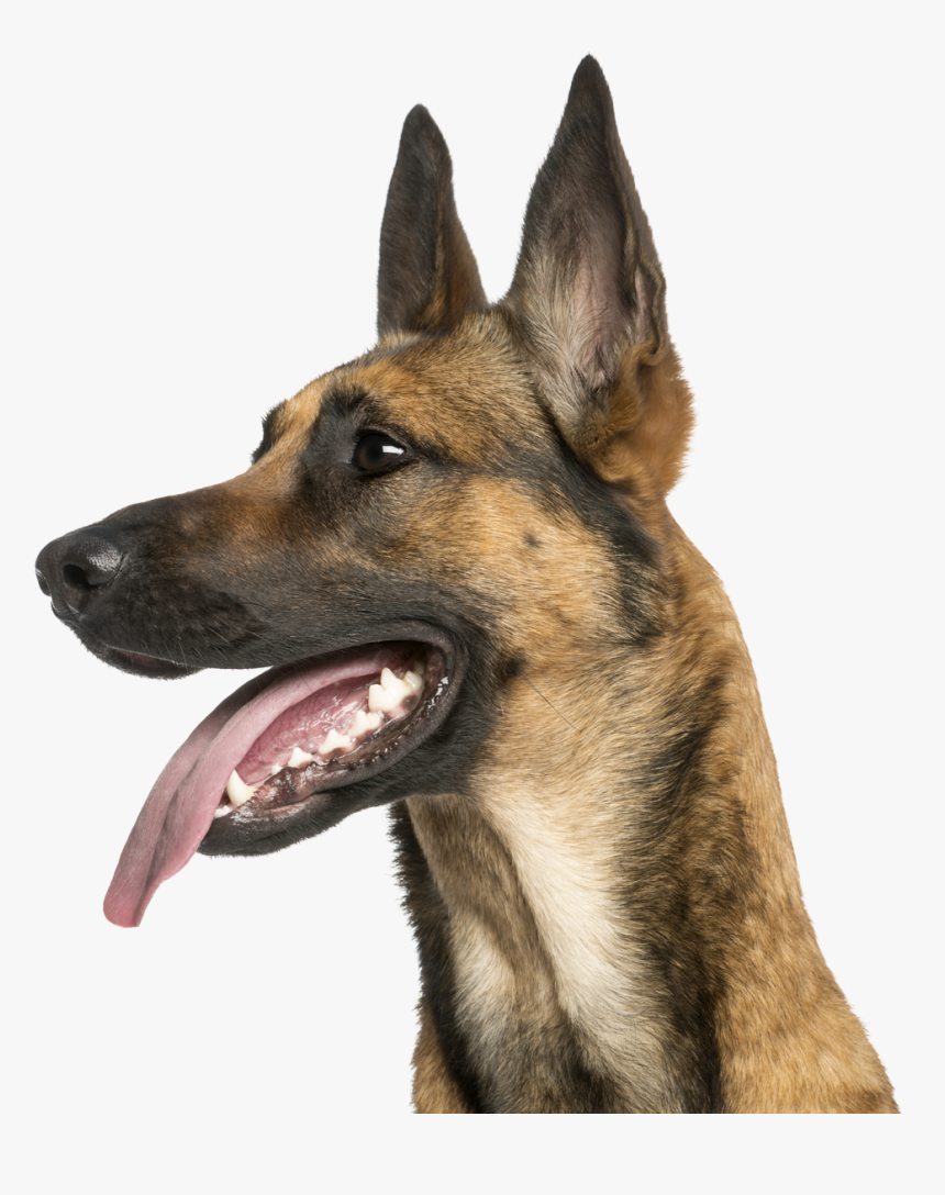 Working Dog, HD Png Download, Free Download