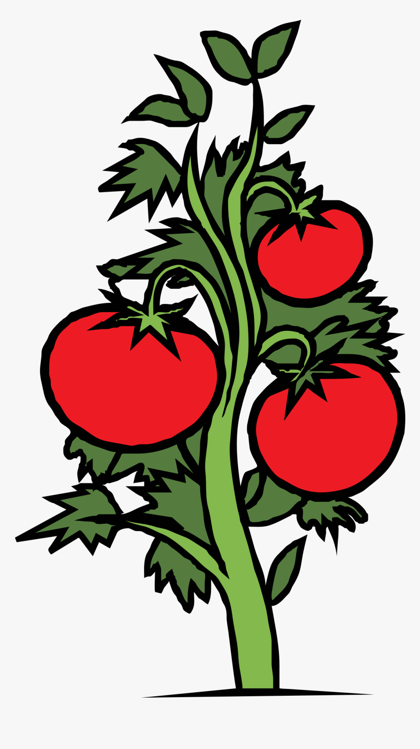 Plants And Flowers Clipart - Tomato Plants Clipart, HD Png Download, Free Download