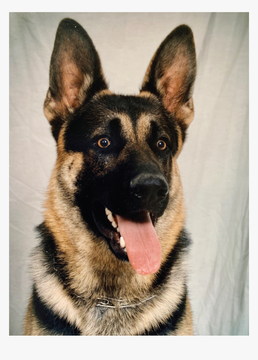 German Shepherd Puppy Png, Transparent Png, Free Download