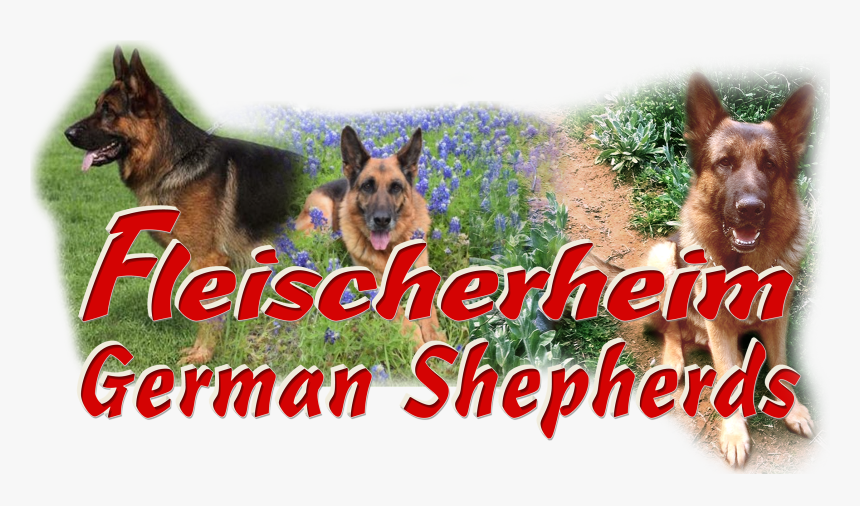 Logo - Old German Shepherd Dog, HD Png Download, Free Download