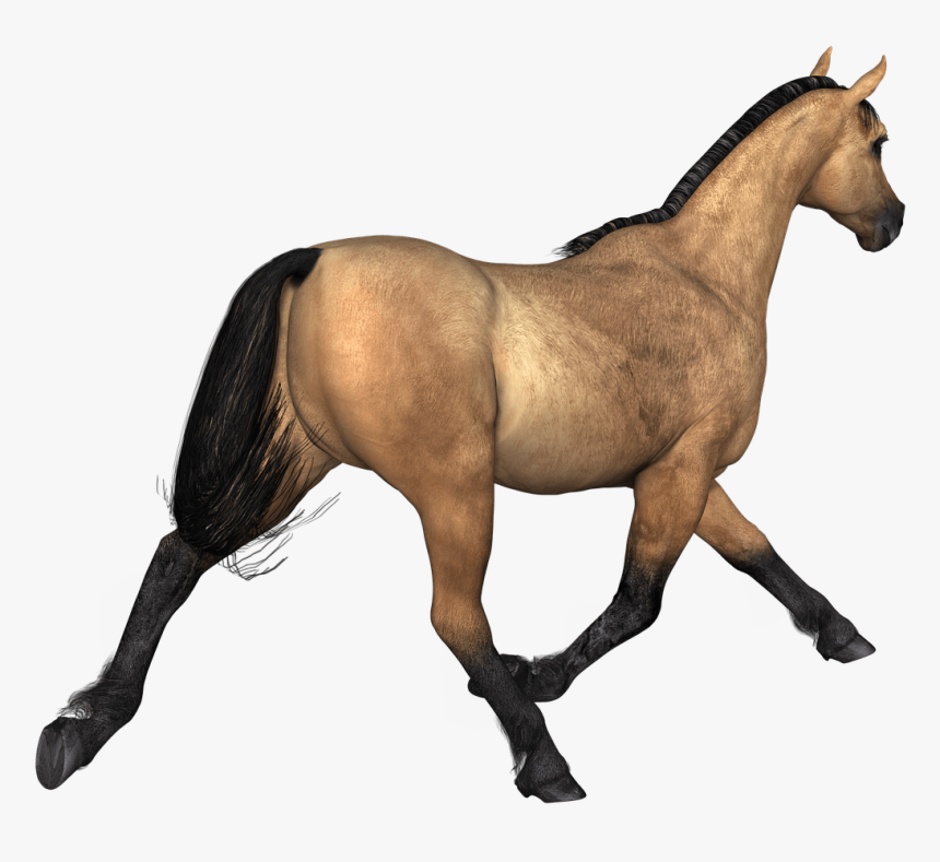 Horses Brown Horse Rear View - Horse Brown Png, Transparent Png, Free Download