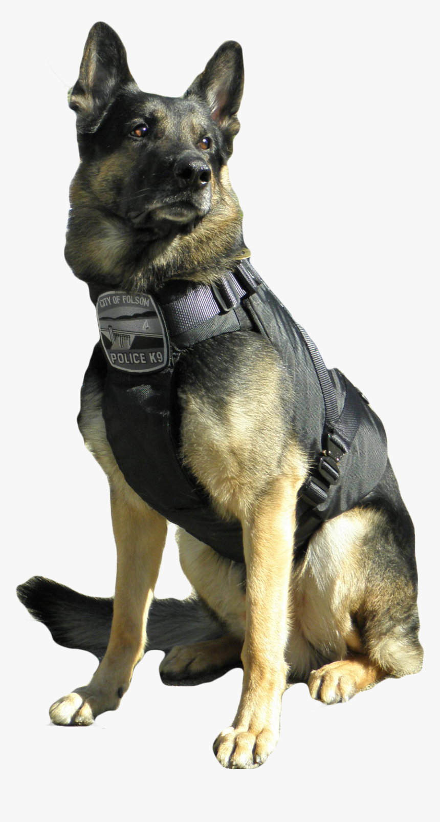 Hounds On Working Leashes Emergency K-9 Service Dogs - Police German Shepherd Png, Transparent Png, Free Download