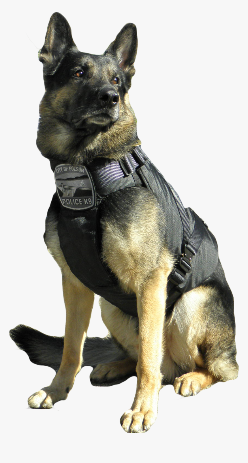 are police dogs service dogs