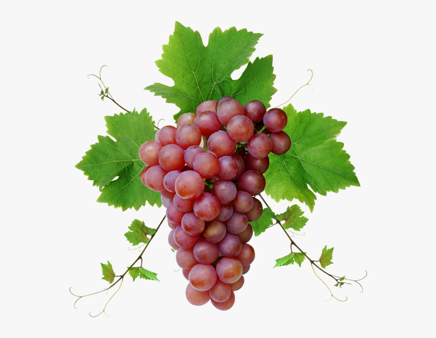 Grape Png Image Download, Free Picture - Grapes Images Png, Transparent Png, Free Download