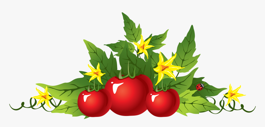 Red Tomatoes Png Image - Transparent Tomato Plant Png, Png Download, Free Download