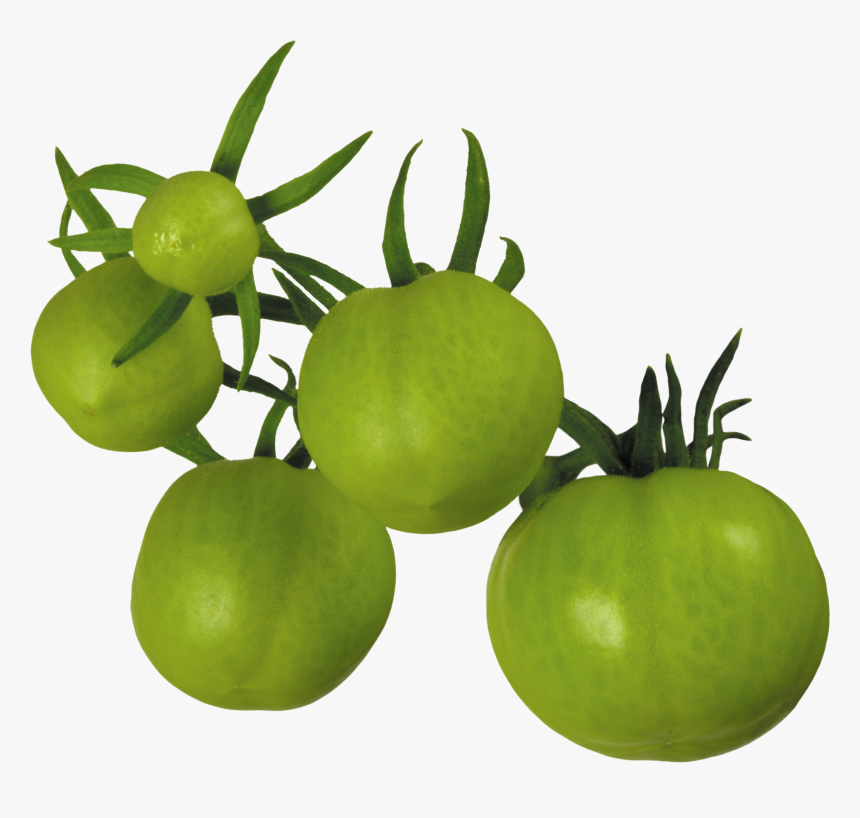 Tomato Png - Green Tomatoes No Background, Transparent Png, Free Download