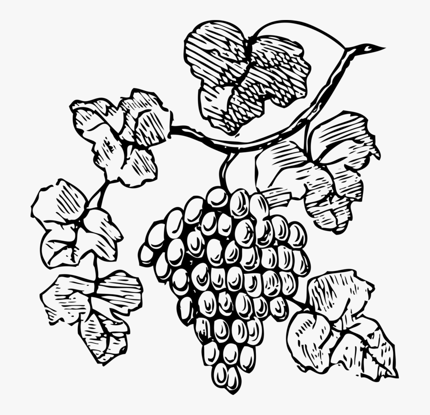 Art,symmetry,plant - Grapes Clipart, HD Png Download, Free Download