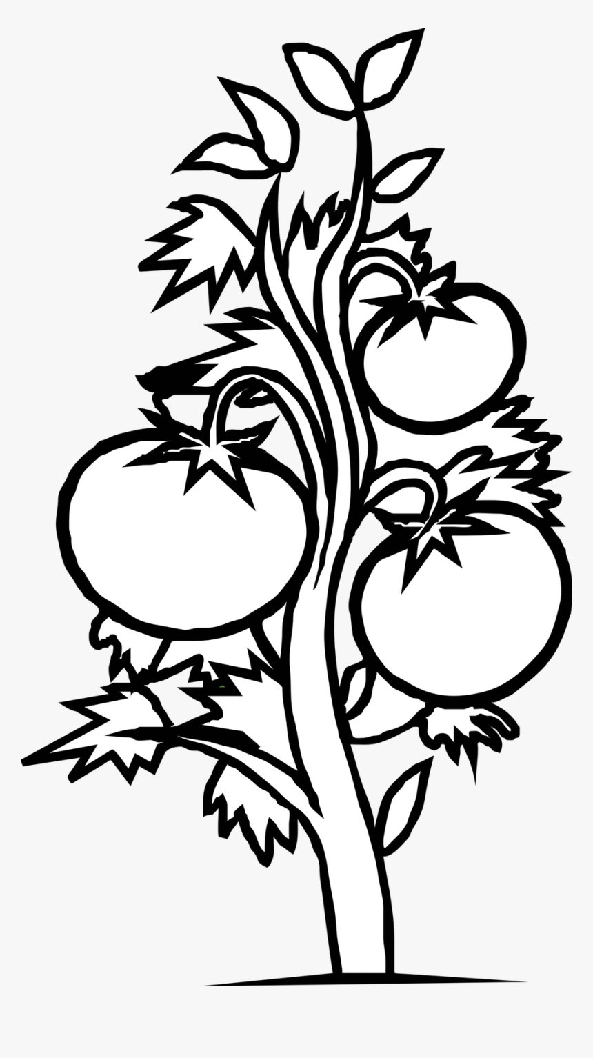 Plant Black And White, HD Png Download, Free Download
