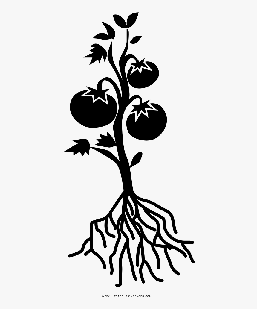 Tomato Plant Coloring Page - Tomato Plant Black And White, HD Png Download, Free Download
