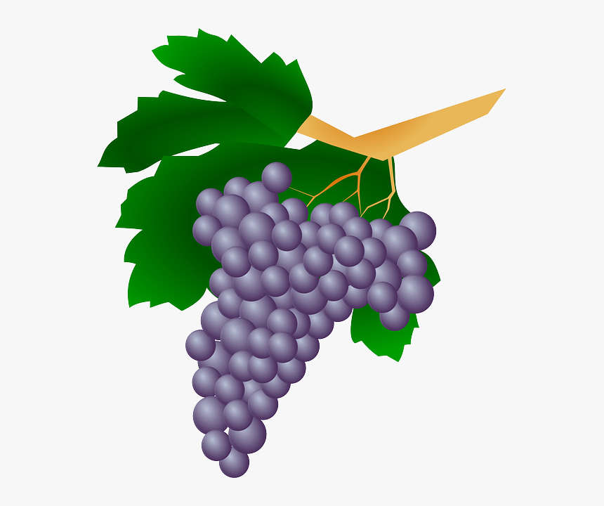 Grapes, Plant, Raisin, Wine, Fruit, Sweet, Berries - Wine Grapes Clip Art Png, Transparent Png, Free Download