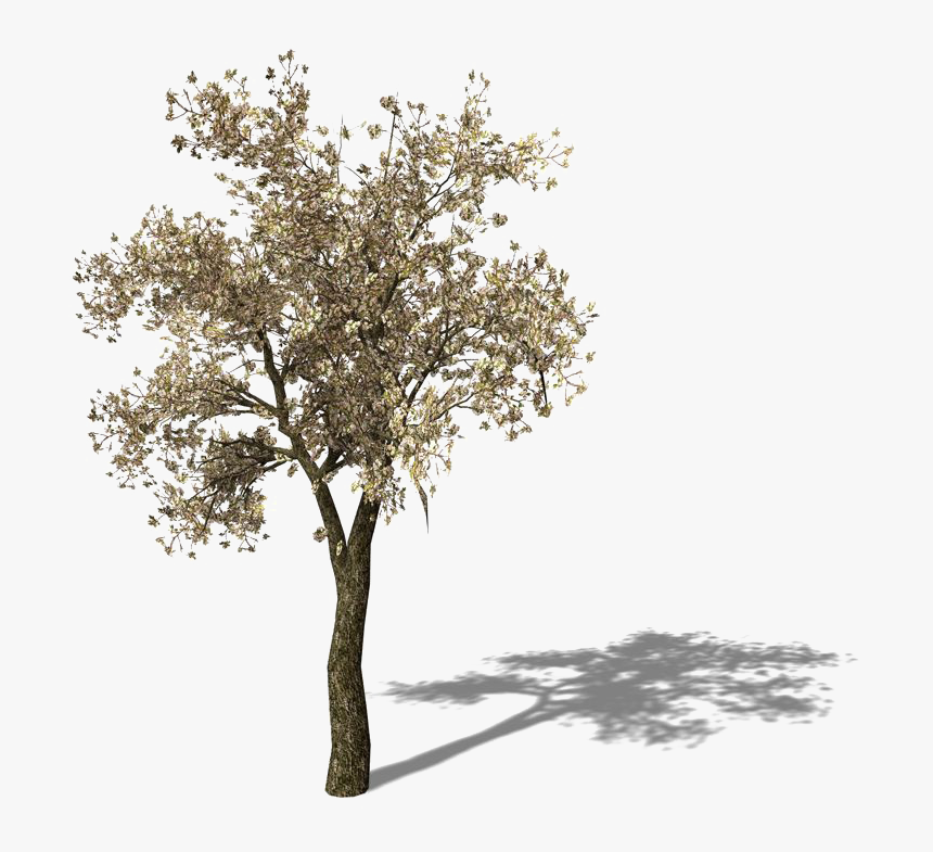 Tomato Tree Pear Asian Yellow Free Frame Clipart - Growing Pear Tree Png, Transparent Png, Free Download