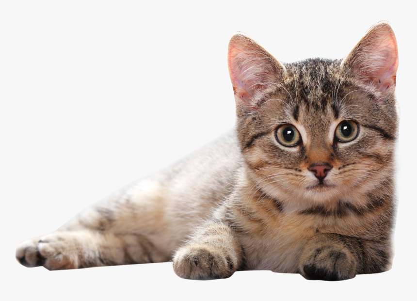 Cat Png, Transparent Png, Free Download