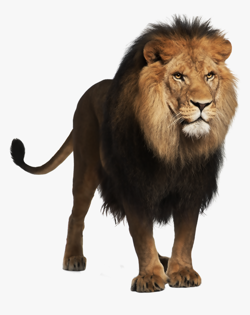 Transparent Fierce Lion Clipart - Transparent Background Lion Png, Png Download, Free Download