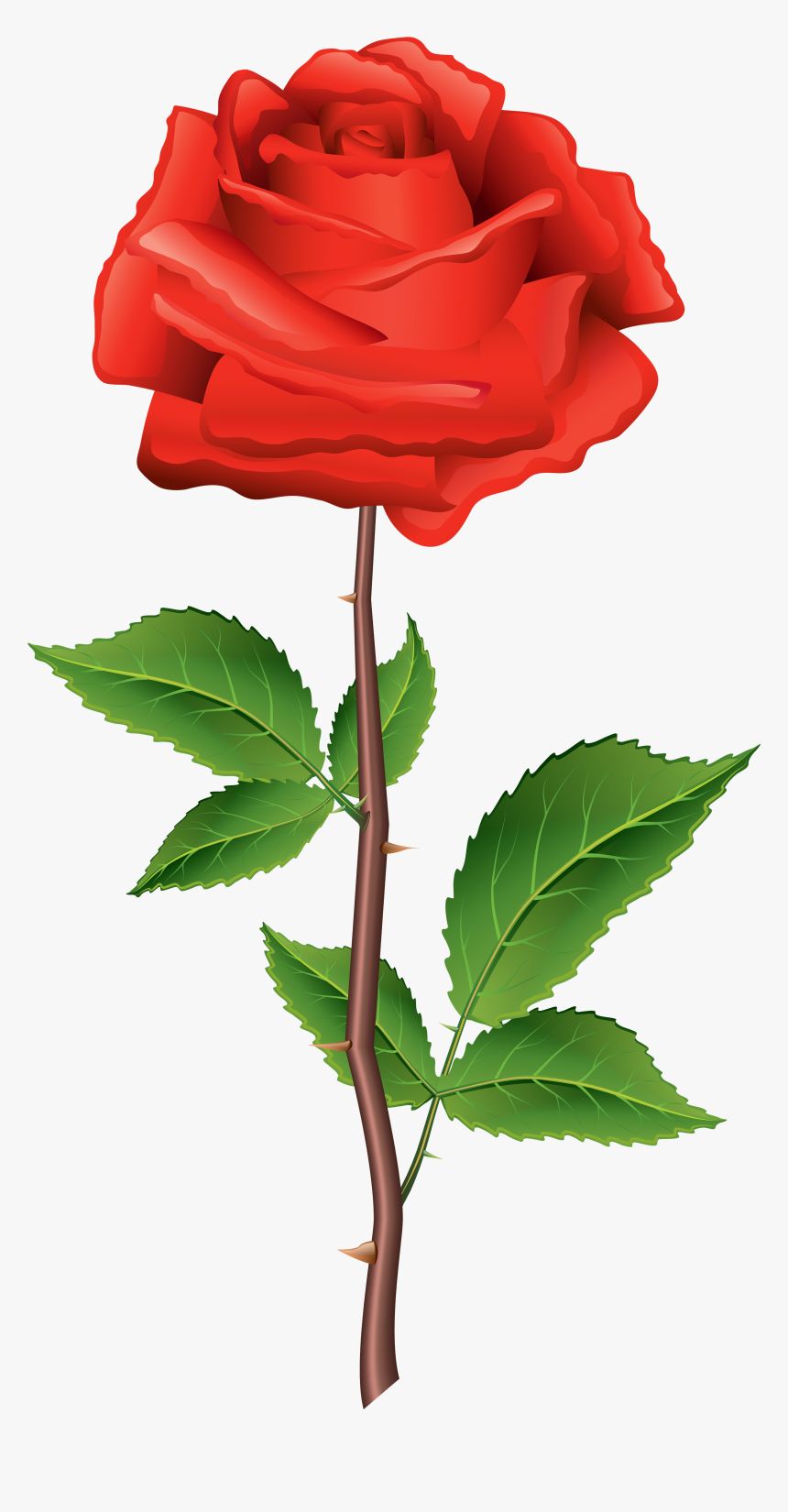 Rose Png, Transparent Png, Free Download