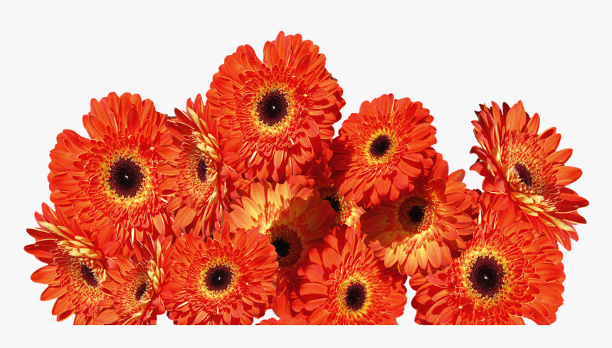 Transparent Colorful Flower Png - Colorful Gerbera Daisy Png, Png Download, Free Download