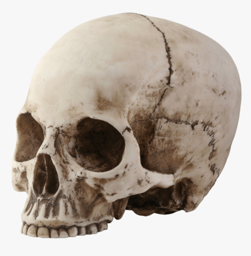 Skull Sideview - Skull With No Jaw, HD Png Download, Free Download